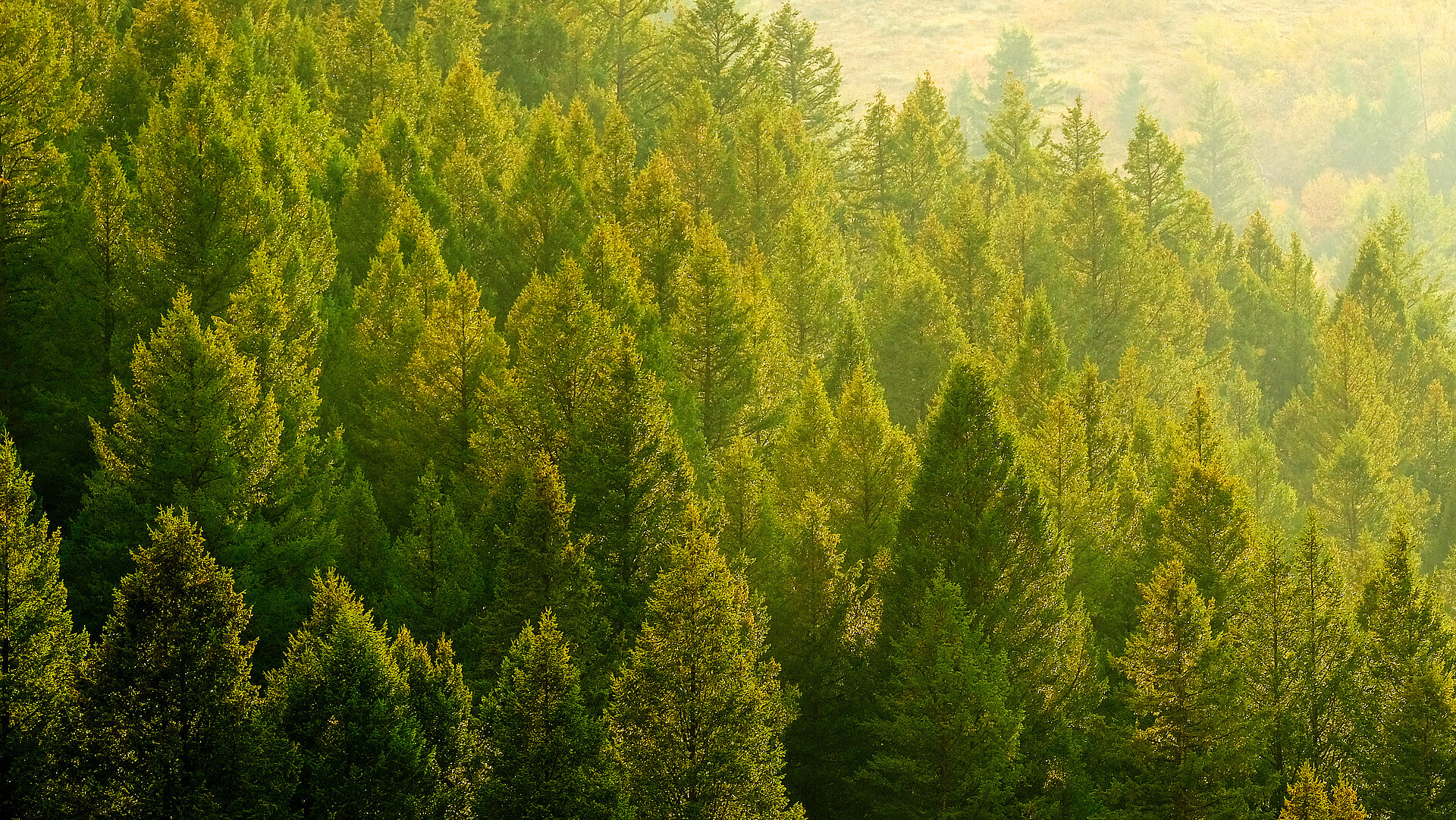 Dicht aneinander stehende gr&uuml;ne Baumkronen welche von der Sonne angestrahlt werden