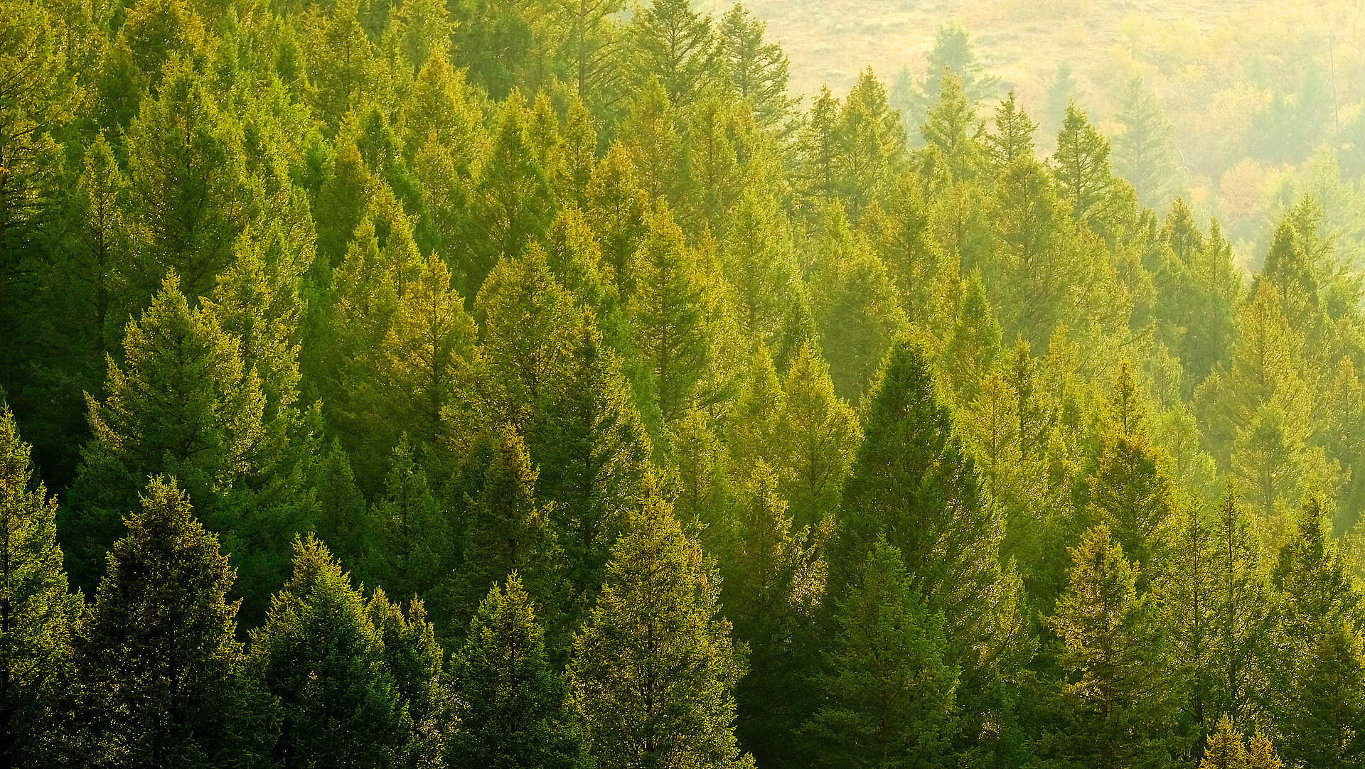 Dicht aneinander stehende grüne Baumkronen welche von der Sonne angestrahlt werden